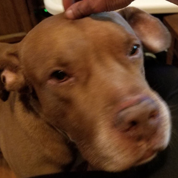 My new Mexican roommate, Puppy Chulo! - Picture 3 of 3